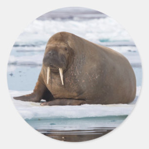 Sticker Rond Walrus resting on ice, Norway