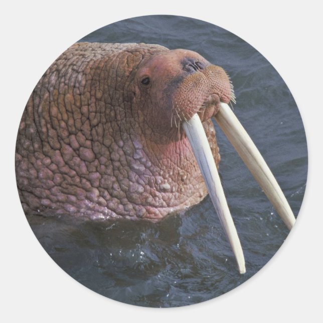 Sticker Rond Walrus sur Togiak National Wildlife Refuge (Devant)