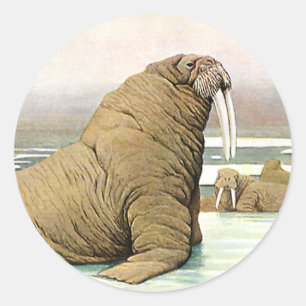Sticker Rond Walrus vintage sur Iceberg en Arctique, Animaux sa