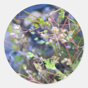 Sticker Rond Weeds