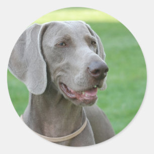 Sticker Rond Weimaraner