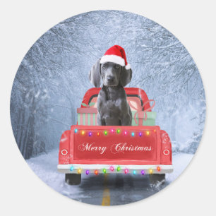 Sticker Rond Weimaraner Chien en neige assis sur le camion de N