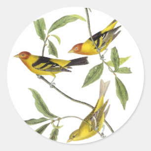 Sticker Rond Western Tanager - John James Audubon