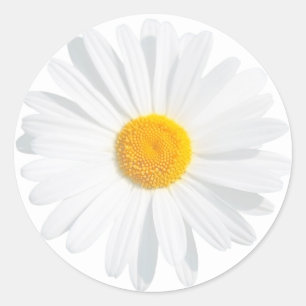 Sticker Rond White