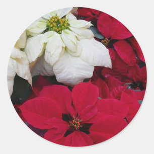 Sticker Rond White and Red Poinsettias