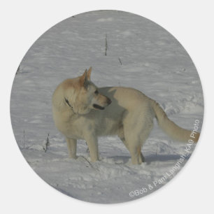 Sticker Rond White German Shepherd in the Snow