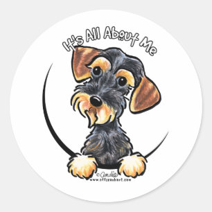 Sticker Rond Wild Boar À poils durs Dachshund Tout sur moi