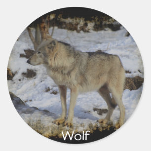 Sticker Rond Wolf et loup de neiges Lover animal sauvage Alpha
