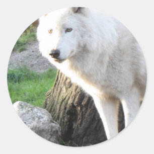 Sticker Rond Wolf Photographie Art Spirit Guide Amour animal