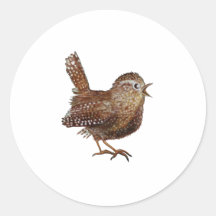 Wren Bird chante bruyante et belle chanson