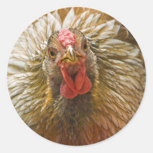 Sticker Rond Wyandotte Hen doré