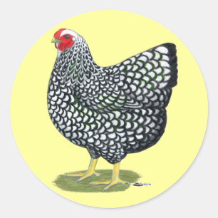 Sticker Rond Wyandotte :  poule Argent-lacée