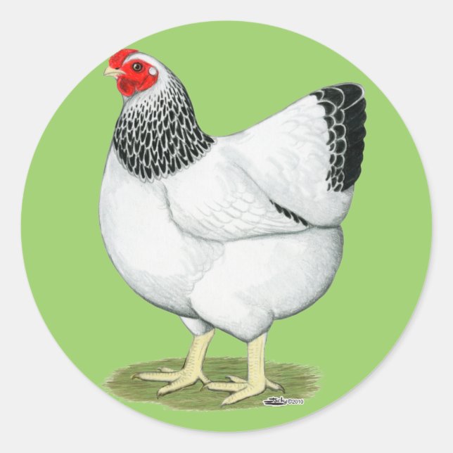 Sticker Rond Wyandotte :  Poule colombienne (Devant)