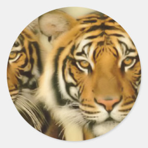 Sticker Rond Yeux de tigre