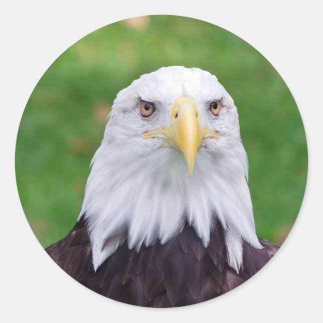Sticker Rond Yeux d'un aigle chauve (Devant)