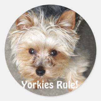 Sticker Rond Yorkie, les Yorkies gouvernent !