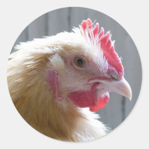 Sticker Rond Young Buff Orpington Heritage Chicken Roo