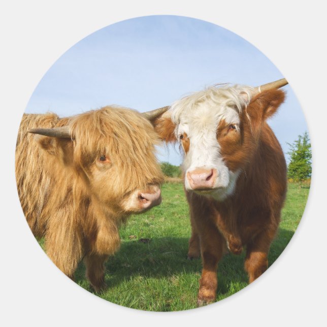 Sticker Rond Young Highland Cows (Devant)