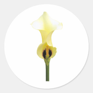 Sticker Rond Zantedeschia jaune