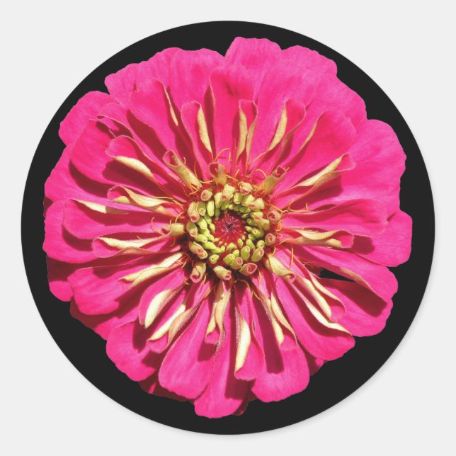 Sticker Rond 'Zinnée rose chaud' (Devant)