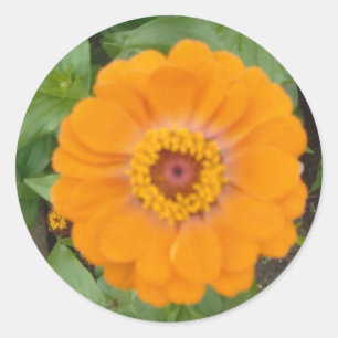 Sticker Rond Zinnia orange