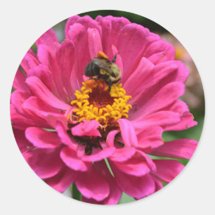 Sticker Rond Zinnia rose et Bumble bee
