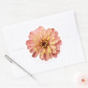 Sticker Rond Zinnias Fleur Floral Nature Photographie