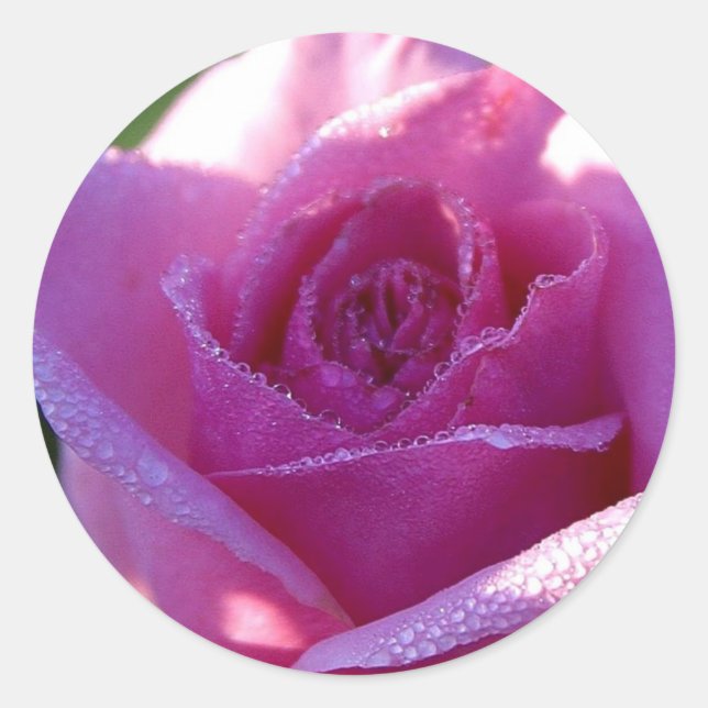 Sticker Rose de perfection rose (Devant)
