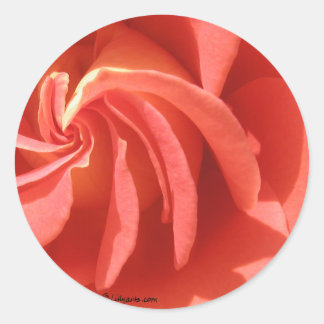 Sticker Rose d'enveloppes rose