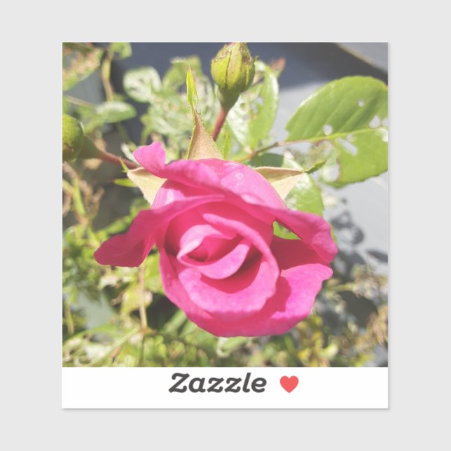 Sticker Rose rose #2 (Feuille)