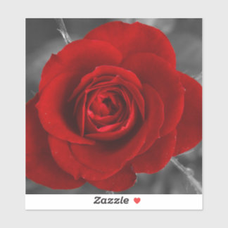 Sticker Rose rouge