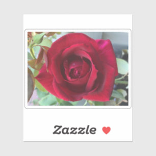 Sticker Rose Rouge Macro
