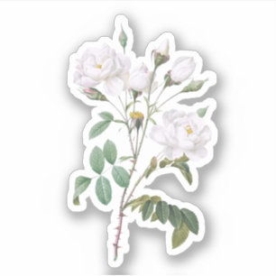 Sticker Roses blanches vintages