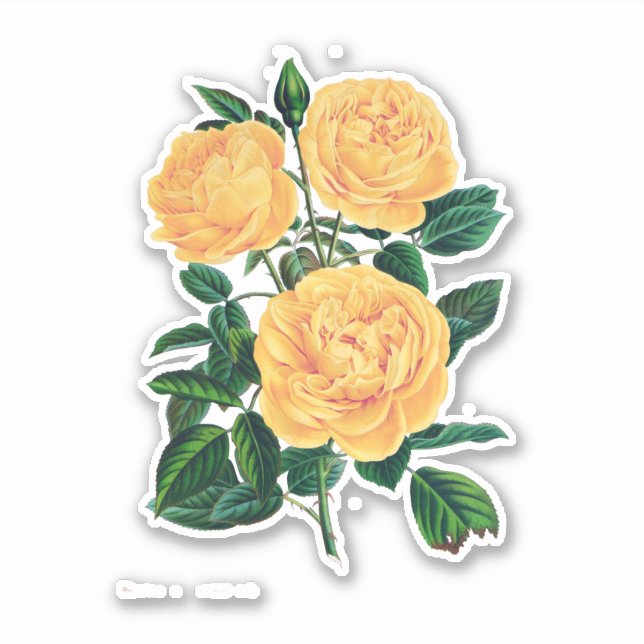 Sticker Roses jaunes (Devant)