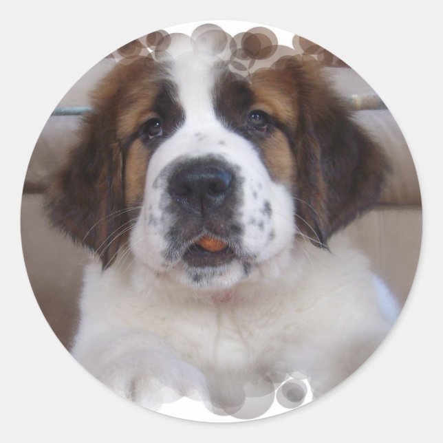 Sticker Saint Bernard (Devant)