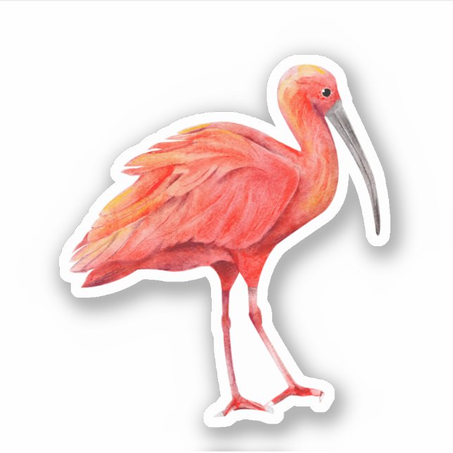 Sticker Scarlet Ibis Oiseau tropical Nature Faune (Devant)