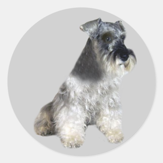 Sticker Schnauzer miniature (Devant)