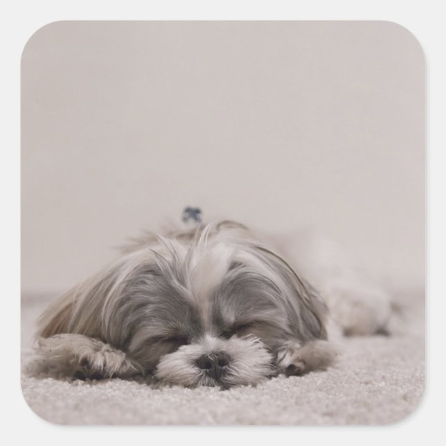 Sticker Shih tzu Sleeping, Chien (Devant)