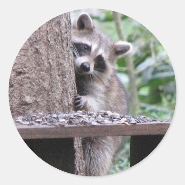 Sticker Shy Raccoon (Devant)