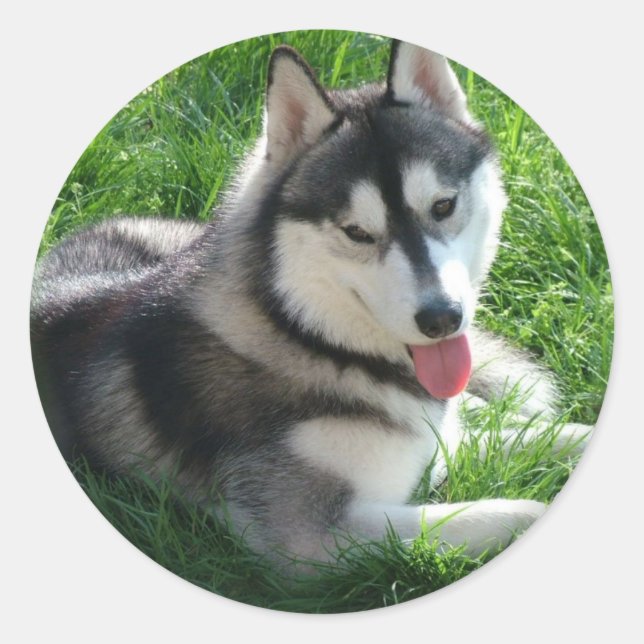 Sticker Sibérien Husky Chien (Devant)