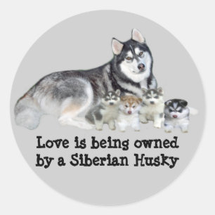 Sticker Sibérien Husky & Puppies