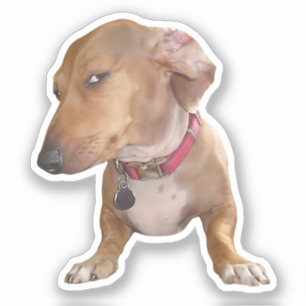 Sticker Side Eye Dog Meme
