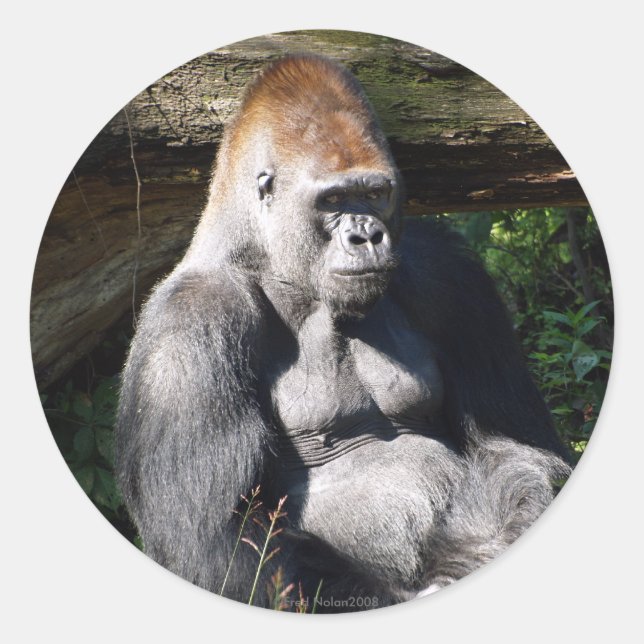 Sticker Silverback (Devant)