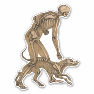 Sticker squelette homme et chien animal humain anatomie ar