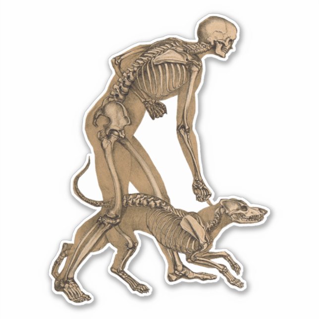 Sticker squelette homme et chien animal humain anatomie ar (Devant)