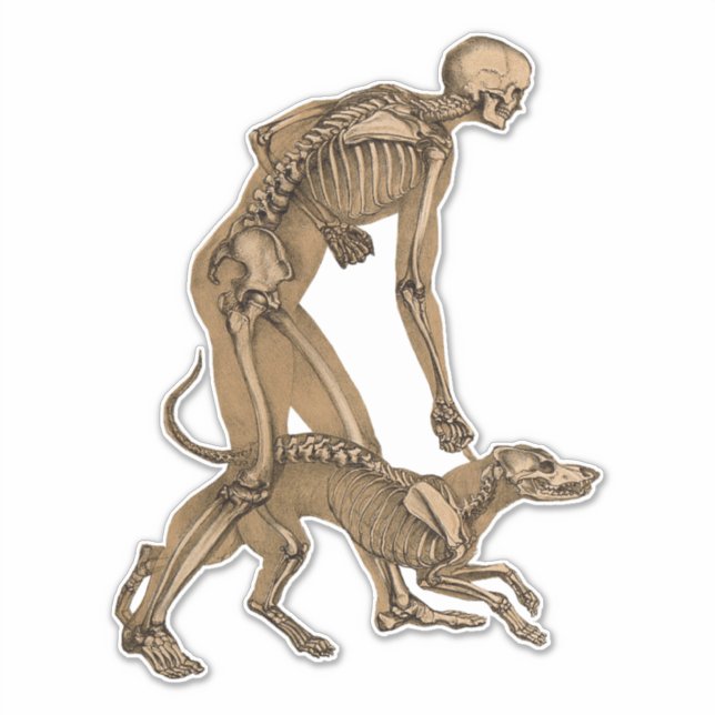Sticker squelette homme et chien animal humain anatomie ar (Devant)