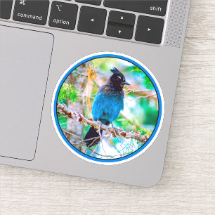 Sticker Steller's Jay - Photographie originale