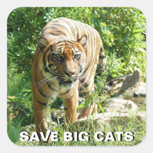 Sticker Sumatran Tiger