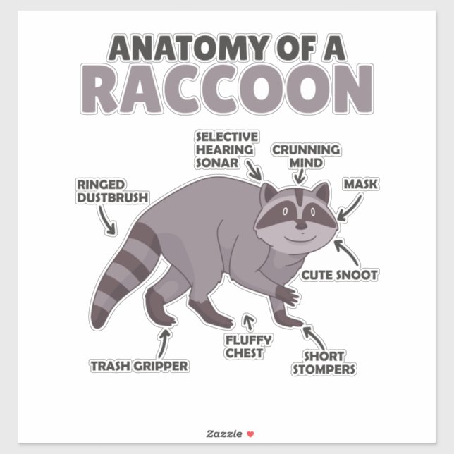 Sticker Sweet Raccoon Explication Anatomie D'Un Raccoon (Feuille)