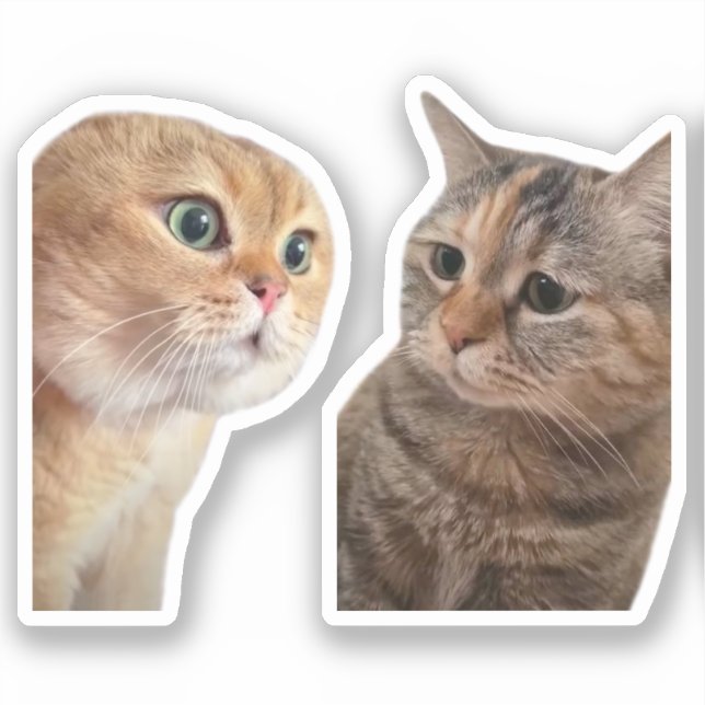 Sticker Talking Cats Meme (Front)
